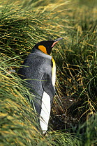 King penguin standing in tall grass (Aptenodytes patagoni) Salsbury Plain, South Georgia