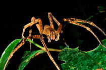 Jungle spider on leaf, Amazon rainforest, Ecuador