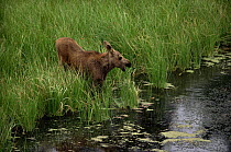 Young moose at river edge (Alces alces) Grand Teton National Park, USA