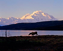 Moose by lake, Alaska (Alces alces) Denali NP US