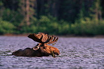 Bull moose (Alces alces) feeding in lake. Gaspe Park Canada
