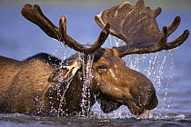 Bull Moose (Alces alces) feeding in lake. Gaspe Park, Canada. Older moose feed in deeper water.