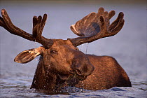 Bull moose feeding in lake (Alces alces) Gaspe Park, Canada, North America - older moose feed on plants in deeper water