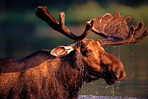 Bull moose (Alces alces) feeding in lake. Gaspe Park, Canada