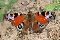 Peacock Butterfly, Germany