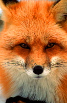 North American red fox (Vulpes vulpes) head portrait, Canada