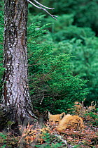 North Amercian Red fox resting (Vulpes vulpes) Anticosti Is, Canada