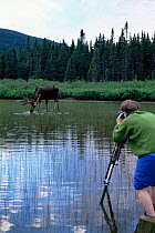 Photographer Jose Schell photographing Moose feeding in lake, Gaspe Park, Canada