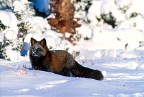 North American red fox in crossed colour phase, Canada