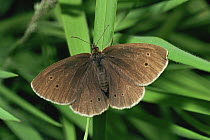 Ringlet butterfly (Aphantopus hyperantus) on grasses, Scotland.