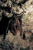 Greater Horseshoe Bat roosting, UK