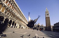 Feral Rock Dove (Columba livia) flying in St. Mark's square, Venice, Italy