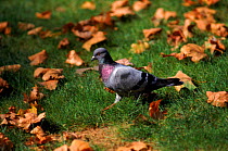 Feral pigeon (Rock Dove) in park, Spain