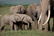 African elephant breeding herd. Amboseli National Park, Kenya. Cynthia Moss EB family study group the subject of Echo the Elephant.