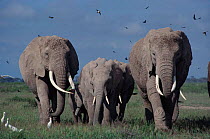 Elephants (including Echo & Ella of Cynthia Moss EB family study group) Amboseli NP, Kenya, East Africa