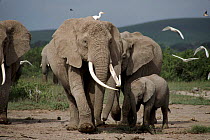 African elephant breeding herd (including Echo from Cynthia Moss EB family study group) Amboseli National Park, Kenya.