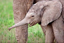 Baby elephant, Amboseli NP (from Cynthia Moss EB family study group) Kenya