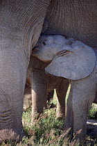 Baby elephant suckling, Amboseli National Park, Kenya (from Cynthia Moss's EB family study group)