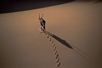Oryx (Oryx gazella) walking across the dunes of the Namib Desert, Namibia.