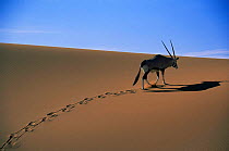 Oryx in the dunes of the Namib Desert, Namibia. (Oryx gazella)