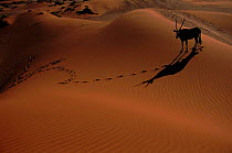 Oryx (Oyrx gazella) in the dunes. Namib Desert, Namibia, Southern Africa