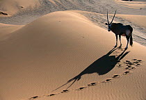 Oryx in the dunes of the Namib Desert, Namibia. (Oryx gazella)