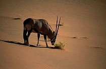 Oryx {Oryx gazella} browsing vegetation in dunes of Namib Desert, Namibia