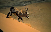 Oryx {Oryx gazella} walking down sand dune, Namib Desert, Namibia.