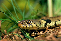 Grass Snake head, England