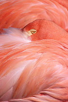 Abstract of Greater Flamingo sleeping {Phoenicopterus ruber} Captive, Hawaii.