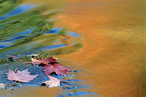 Sugar Maple leaves in water with autumn coloured reflections. USA