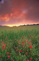 Field of Poppies (Papaver rhoeas) near Milton Abbas, England, with pink clouds at sunset