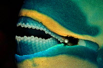 Mouth of Parrotfish, Indian Ocean