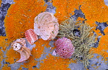 Sea Urchin shells left from Otters and Gulls feeding, Scotland