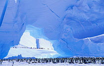Emperor Penguins colony (Aptenodytes forsteri) Antarctic