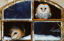 Barn owls looking out of a barn window Germany.