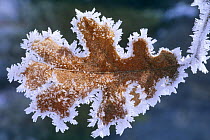 Oak leaf detail covered in Rime Ice, Yosemite NP, California, USA.