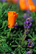 California Poppy with Lupin, Lancaster, California, USA