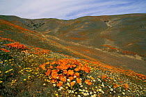 California poppies (Eschscholzia californica) in mass bloom across landscape, California, USA