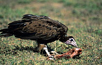 Hooded vulture (Necrosyrtes monachus) feeding on carrion, Senengeti NP, Tanzania