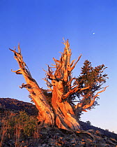 Great Basin / Intermount Bristlecone pine (Pinus longaeva) at moonset, Ancient Bristlecone Pine Forest, White Mountains, California, USA