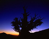 Silhouette of Great basin (Intermountain) Bristlecone pine (Pinus longaeva) at sunset, Ancient Bristlecone Pine Forest, White Mountains, California, USA