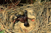 European cuckoo chick ejecting host's egg (Cuculus canorus) Spain