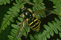 Hoverfly (Sericomyia silentis) on Bracken frond. UK