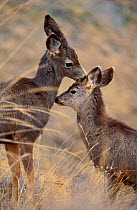 Mule Deer and fawn (Odocoileus hemionus) Montana, USA.
