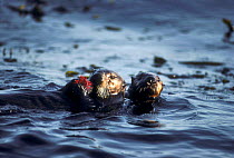 California Sea Otter (Enhydra lutris) Monterey Bay. USA.
