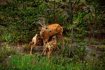 Mule Deer suckling young. (Odocoileus hemionus) Wyoming Yellowstone NP. USA.