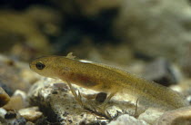 Palmate newt tadpole in water (Triturus helveticus) captive