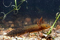 Young Great crested newt (Triturus cristatus)