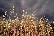Ripe oats against grey sky, Scotland